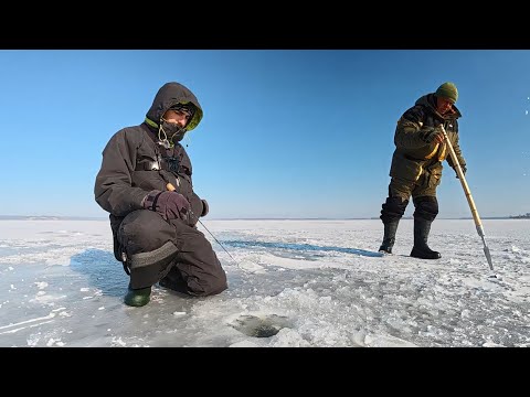 Тут СУДАКА як Плотви, Рибалка на судака, Судак на балансир