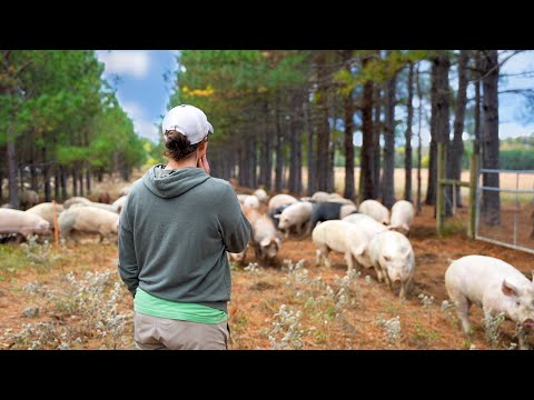Moving 150 Pigs on Pasture for Rotational Grazing