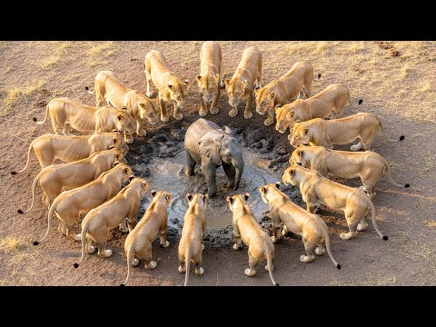 A Lonely Baby Elephant Encircled by Lions | AI Animal Rescue Short Film