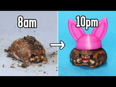 How I keep my Fat Frogs alive (24 hour routine)