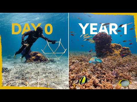 One year ago we created a reef - now it's full of life
