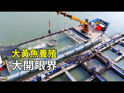 The secrets of the large yellow croaker: an eye-opening farming process.