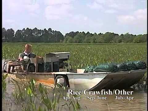 Crawfish Aquaculture in the South