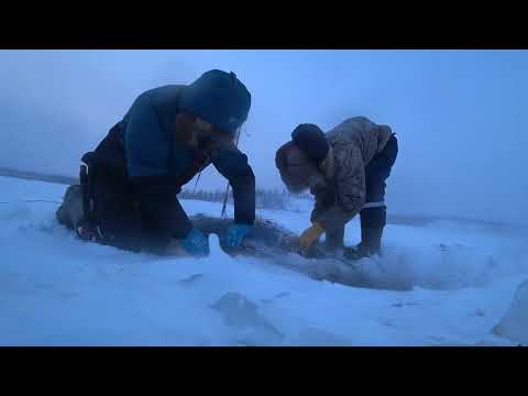 He didn't fit into the ice hole, but we pulled him out of there.