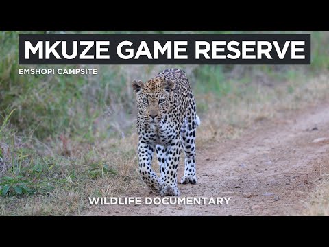Mkuze Game Reserve - Most Underrated Game Park in South Africa