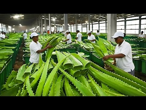 Inside the Factory: The Full Aloe Vera Juice Production Process Revealed  #InsideTheFactory