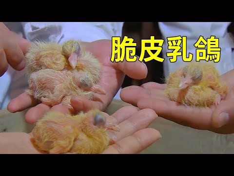 鴿子的一生，只需25天，脆皮乳鴿就出來了