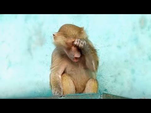 Stepa Luk Rocky Caracal 291125