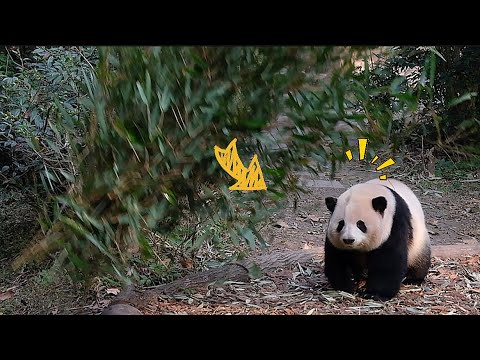 25.12.16 爷爷一把竹子扔下来，花花：怎么天突然黑了？伦伦奶奶的容貌也是被花叶继承了！