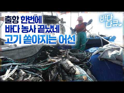 출항 한번 했을 뿐. 일년 바다 농사 끝났네~ 풍어 터진 섬마을 어선 / 이거 때문에 비싸지. 끝내주는 민어 특수부위의 맛 / 한국기행 / #바다다큐