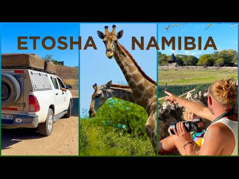BEST SAFARI of NAMIBIA: we spotted ALL the animals in ETOSHA!