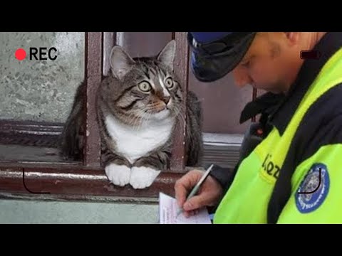 鏡頭記錄下、與動物相遇的那些難以置信的瘋狂瞬間！Σ(‘◉⌓◉’)​​​