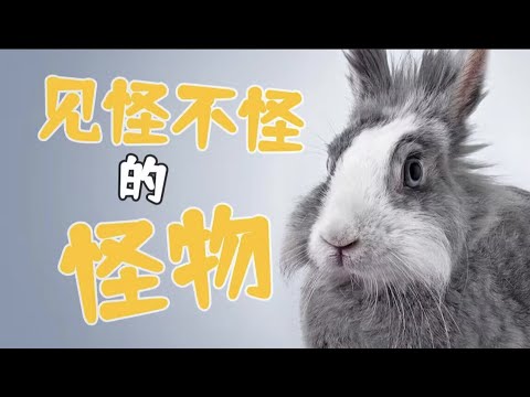 【鬼谷说】兔形目：喜马拉雅造就的“不合理”生物