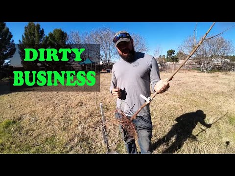 The Truth About BareRoot Trees | Watch This Before Buying!!!