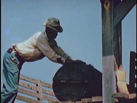 Turpentine Industry Documentary from the 1940s