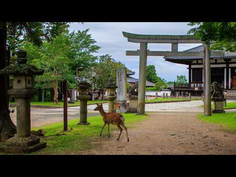 Nara Park Quiet Morning Walk with Sacred Deer | Nara, Japan 4K Dawn Ambience