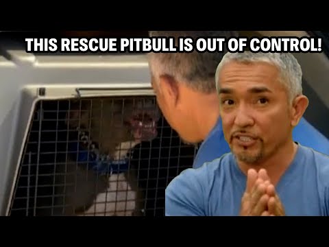 My Deadliest Case Yet - A Feral Pitbull That Can't Be Trained | Cesar 911 Throwbacks
