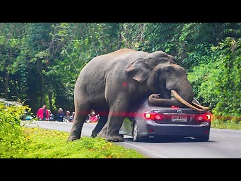 Interesting Animal Moments Caught On Camera !