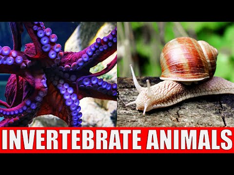 Invertebrate Animals | Learn Names and Sounds of Invertebrate Animals for Children