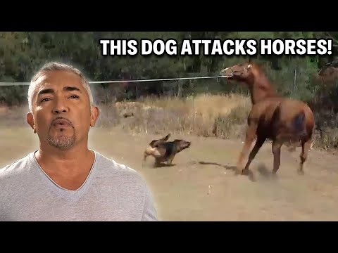 This German Shepherd Rottweiler Mix Has Killed Four Goats | Cesar 911, Season 3, Ep. 8 - Part 1