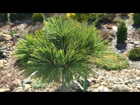 Хвойные посадки 24года, итоги зимовки. Садовый дневник, 21.04.25