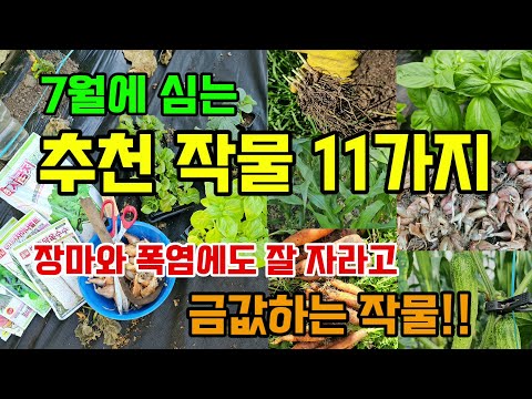 11 Crops You'll Regret Not Planting in July: Crops That Grow Well Even During the Rainy Season an...