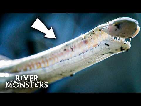 10 Fish With Terrifying Teeth | River Monsters