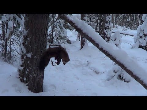 Marten and Sable Hunting with Traps. Season 2024-25 / HUNTING IN DECEMBER.