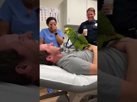 Funny talk with Parrot 🤣 #comedyshorts #talkingparot