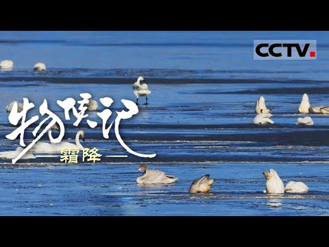 《物候记》霜降：霜降来啦！祁连山雪满 看万物如何各显神通 迎战冬藏！【CCTV纪录】