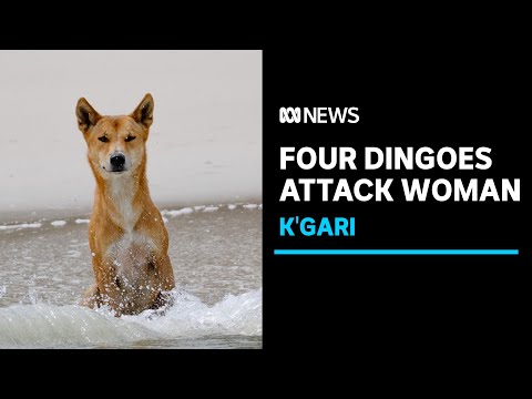 Woman attacked by four dingoes on K'gari (Fraser Island) | ABC News