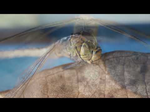 LUMIX G9   MACRO OLYMPUS 60 MM   DRAGONFLY  OR THE ASSASSIN LIVED AT 14