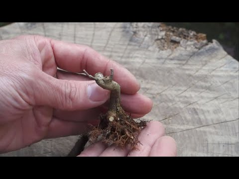 スリット鉢で育てる実生モミジの3年にわたる秋の剪定の記録  ♯692