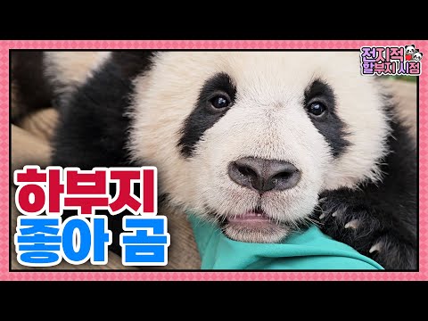 (SUB) Baby Pandas Love Zookeeper's Hand So Much🐼│Panda World