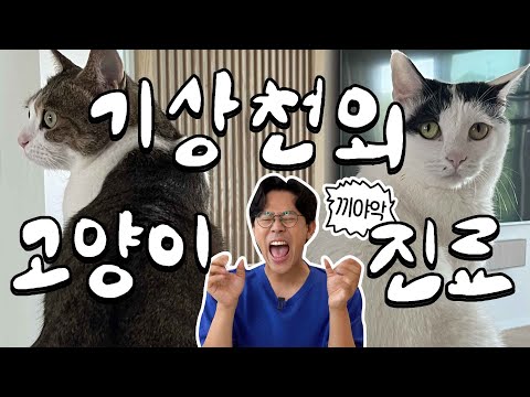 A shocking and scary cat treatment stories by vet Kim Myeong Cheol!😱