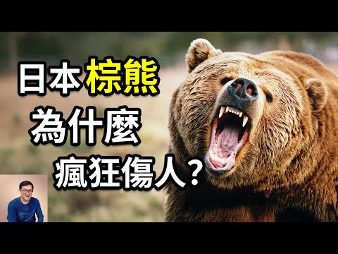 為什麼今年日本棕熊瘋狂傷人，甚至吃人？竟然是這個原因！遇到棕熊該怎麼保命？關於棕熊你應該知道的事……【老肉雜談】ft. @EmmaSleepTaiwan