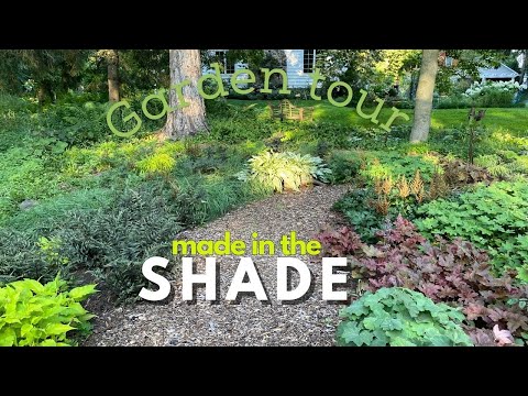 Tour a shade garden 20 years in the making