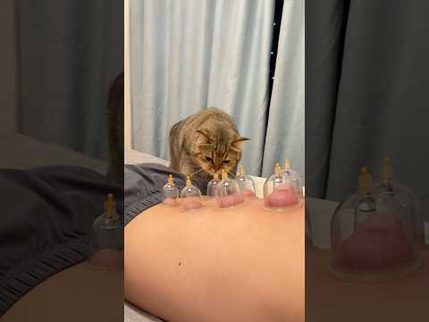 This is why we can’t have nice (therapy)things! #cats #funnycats #catlovers #funnypets #shorts