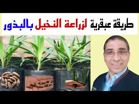 طريقة عبقرية لزراعة نخيل البرحي 🌴 من البذور خطوة بخطوة