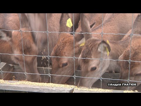 Оленяча ферма, ретротехніка й волинська кухня. Тур вихідного дня. Закритий світ - відкрита Україна.
