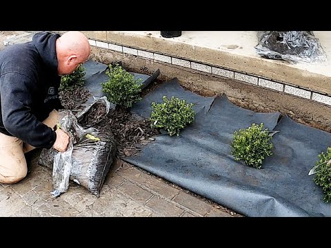 Landscape Flower Bed Makeover Start To Finish