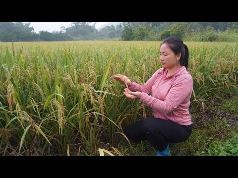 The girl spent 102 days to produce rice / Plowing, sowing and caring, harvesting start to finish