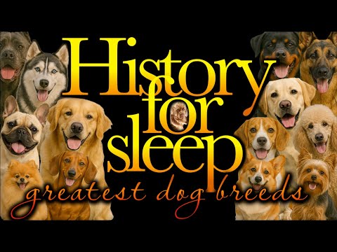 💤History For Sleep💤'History of Dog Breeds'💤 Bedtime Story For Grown Ups💤Sleep Story