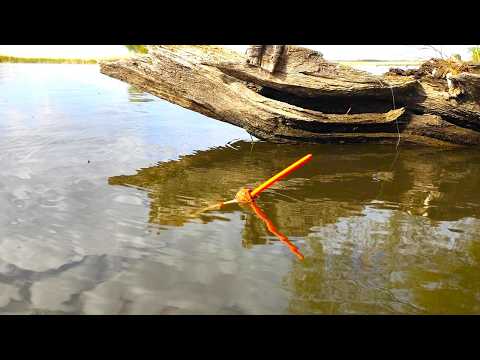 Это СЛИШКОМ БОЛЬШАЯ РЫБА для поплавка!! Рыбалка на сазана с удочкой