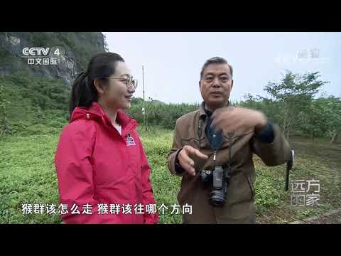 [远方的家]神奇动物在中国 近距离观察白头叶猴| CCTV中文国际