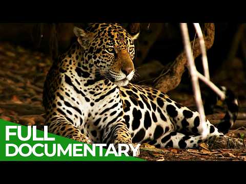 Wild Colombia: A Wildlife Paradise Between Rainforest and Ocean | Free Documentary Nature