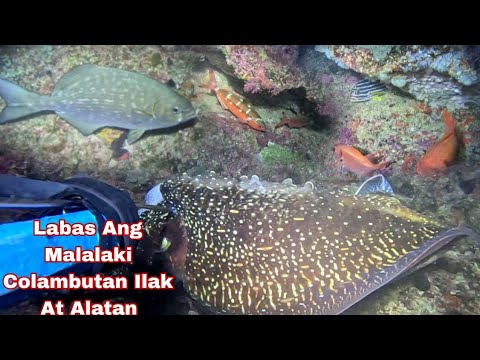 Episode 660 labas Ang Malalaki Colambutan Ilak At Alatan Jackpot night spearfishing Philippines