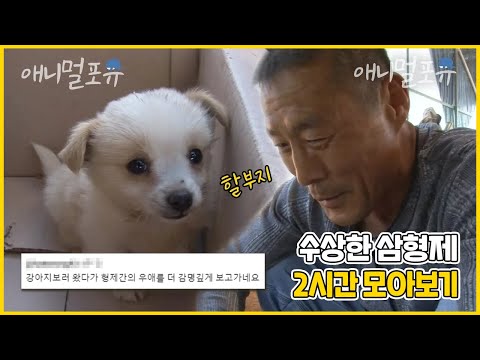 [풀버전] 시골에서 시한부 동생과 함께 병아리를 키우는 삼 형제! 어느 날 새로운 가족이 생겼다🐶 | 수상한 삼형제 | KBS 인간극장 2011 방송