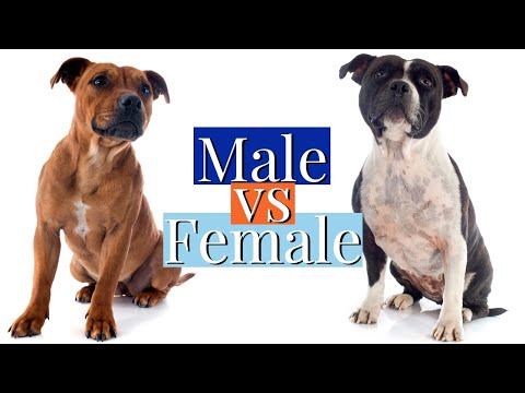 MALE VS FEMALE STAFFY: 3 KEY DIFFERENCES