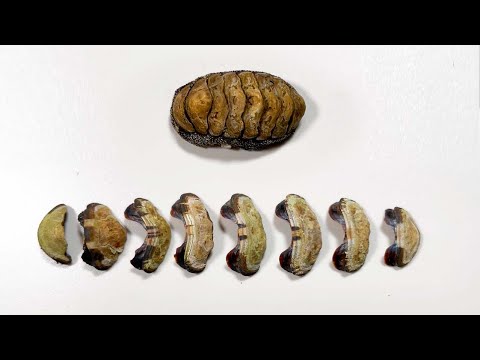 이 생물이 뭔지 아시는 분?? (화석 아님)